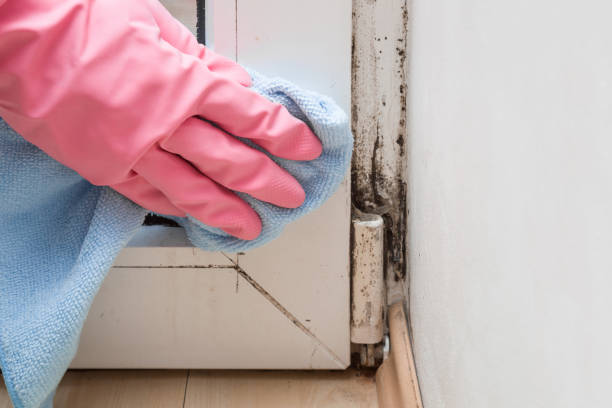 Attic Mold Removal in Green Oaks, IL